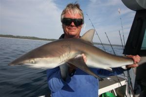 Protection stepped up for whaler sharks